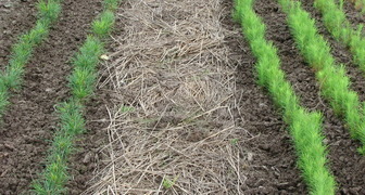 Использование скошенной травы для мульчирования грядок