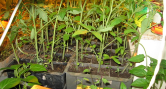 Изменение цвета листьев рассады помидор может означать нехватку азота