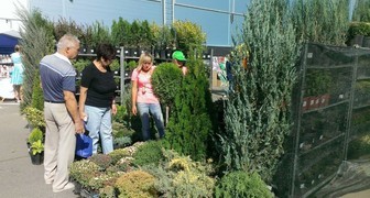 Экспозиция хвойных культур на выставке Дачный сезон