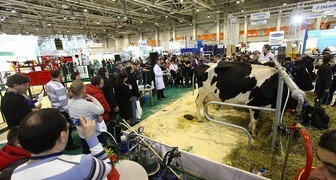 Экспозиция породистых коров в рамках АгроФарм на ВДНХ