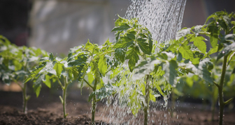 Своевременный полив убережет томаты от скручивания листьев