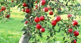 Технология посадки плодовых деревьев