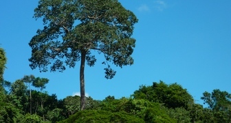 Как растет бразильский орех: дерево Бертолетия