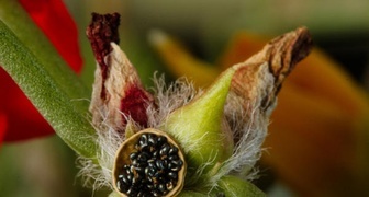 Портулак выращивание - фото сбора урожая семян
