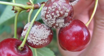 Как выражается монилиоз вишни на плодах