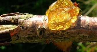 Гоммоз или камедетечение поврежденной ветки вишни