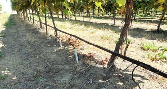Капельная система полива виноградника
