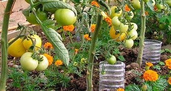 Капельный полив томатов во время плодоношения