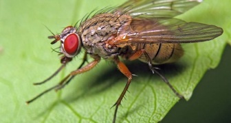 Капустная муха - опасный вредитель для цветной и белокочанной капусты