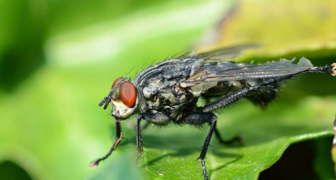 Капустная муха является переносчиком опасных вирусных заболеваний редиса