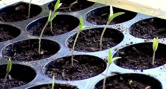 Кассетные емкости для посева семян на рассаду