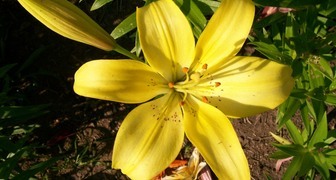 Кеб Даззл - высокорослый гибрид лилии с яркими цветками