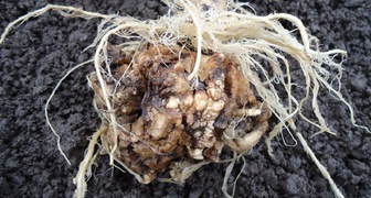 Кила на корневой системе капусты
