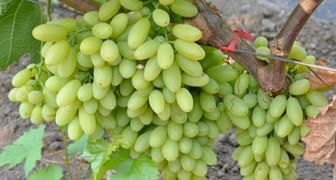 Урожай винограда сорта Киш-миш