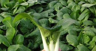 Čínské zelí pak choi