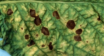 Темные коричневые и оливковые пятна - признак кладоспориоза