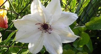 Клематис белый сорта Балерина отличают крупные цветки