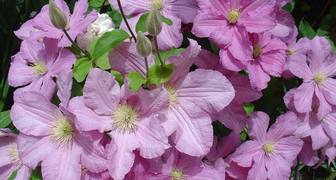 Клематис Комтес де Бушо очень популярен благодаря нежным розовым цветкам