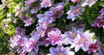 Клематис является одним из самых красивых вьющихся цветков