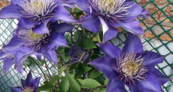 Клематис Мульти Блю порадует цветками экзотической формы, которые идеально украсят изгородь