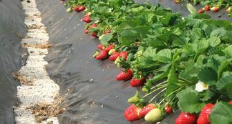 Клубника Фриго всегда дает высокий урожай крупных ягод