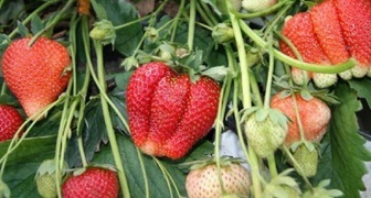 Клубника Мармолада имеет ребристые ягоды больших размеров