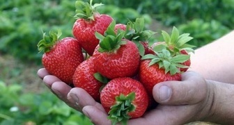 Strawberry Honey Summer - velkoplodý hybrid s vynikajícím výnosem