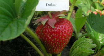 Remontant Strawberry Dukat přináší dvakrát za sezónu