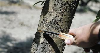 Кольцевание ветвей дерева, чтобы заставить его плодоносить
