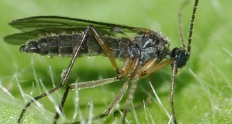 Комары-сциариды питаются соком листьев фиалок