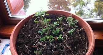 Комнатная хризантема - особенности выращивания