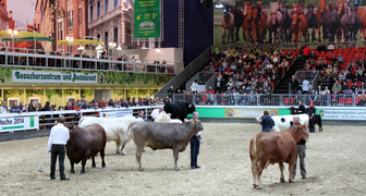 Конкурс крупного рогатого скота на выставке Зеленая Неделя в Берлине  