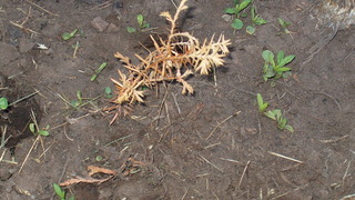 Kůrovci ničí túje v mladém věku požíráním kůry.