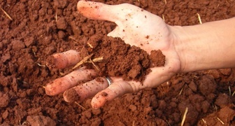 Почва на участке бордового цвета - значит высокое содержание глины с железом