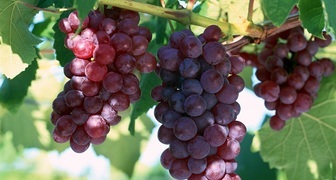 Красный виноград: лечебные свойства, содержание микроэлементов