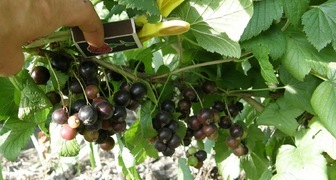 Крупноплодные сорта черной смородины Лентяй