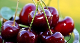 Musa velké třešňové plody