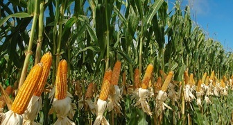 Выращивание кукурузы в открытом грунте