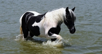 В Степанов день к лошадям проявляли особую заботу, купали и поили очищенной серебром водой