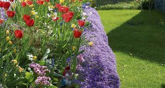 Своевременный уход обеспечит цветение клумб все лето