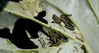 Личинки капустной совки