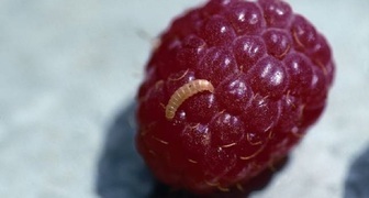 Личинки малинного жука на плодах