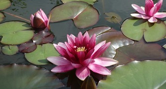 Водяная лилия - выращивание в садовом пруду