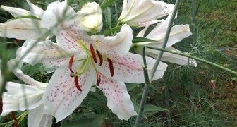 Lily Extravaganza je ceněná pro svou vůni a krásná něžná poupata.