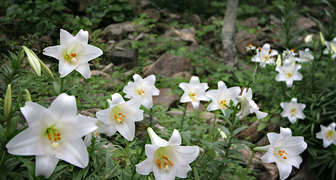 Сорта лилий Лонгифлорум привлекают необычной формой цветов