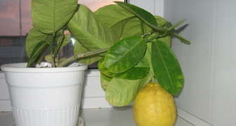 При нормальном развитии лимон требует ежегодной пересадки в большую емкость