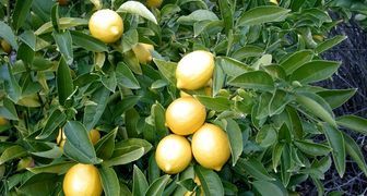Лимонное дерево с плодами