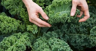 Kale Tintoretto