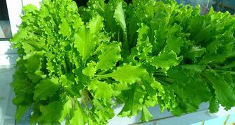 Листовой салат неприхотлив и дает хороший урожай в домашних условиях