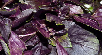 Листья фиолетового базилика вкуснее и нежнее зеленого